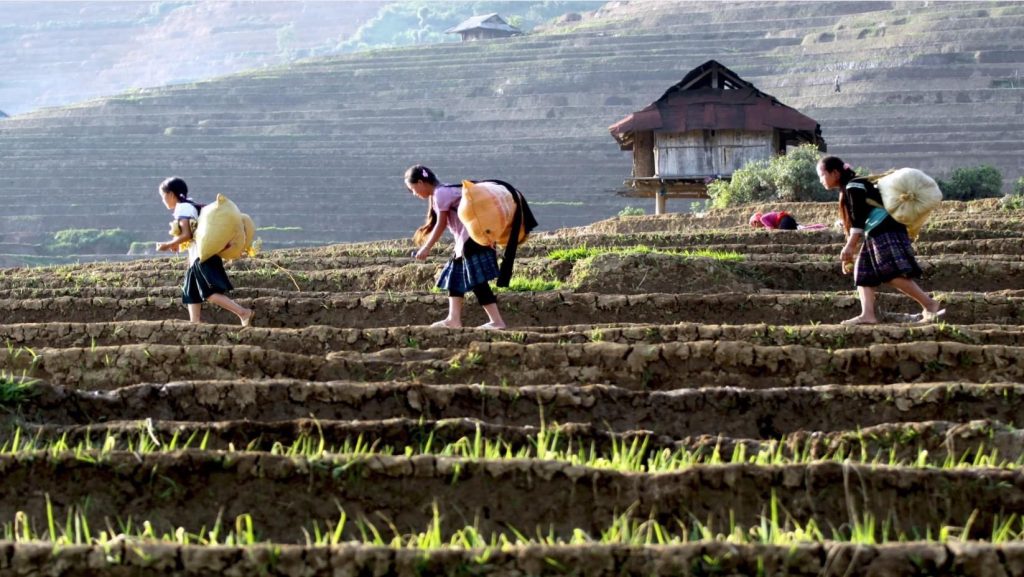 3Day Sapa Trekking Package Tour From Hanoi